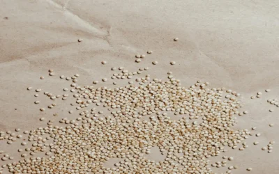 6 überzeugende Gründe, warum Quinoa ein echtes Kraftpaket für deine Ernährung ist